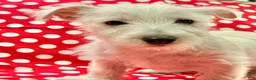 West Highland Terrier dogs for sale: Raegan - Ad 5