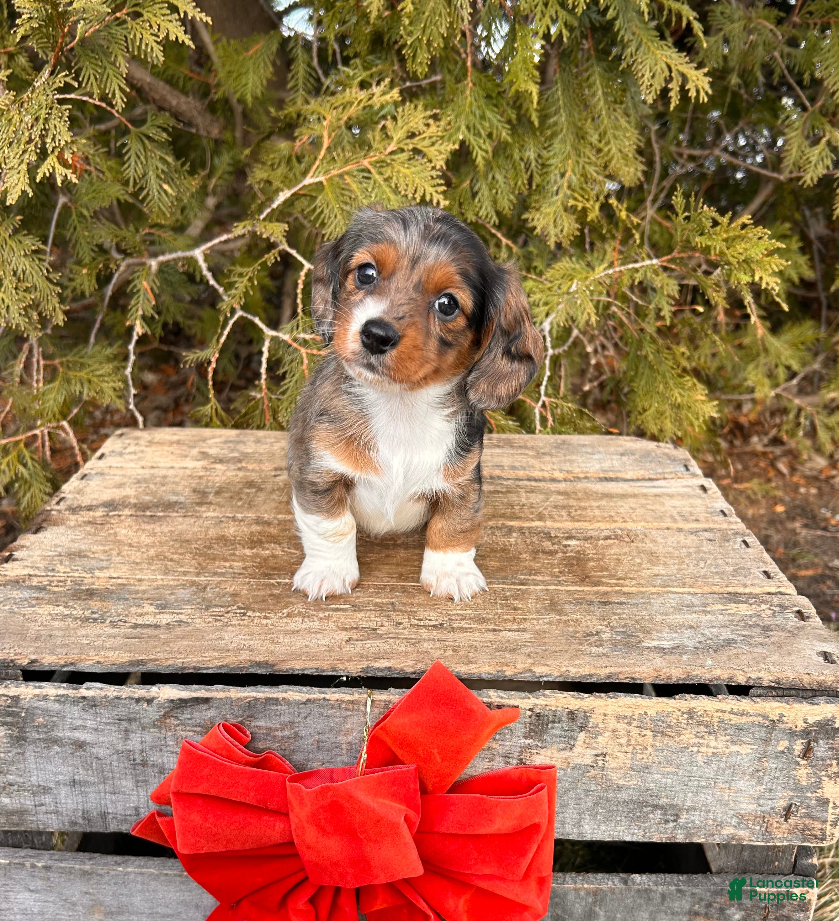 Dachshund dogs Jasmine - Ad 10