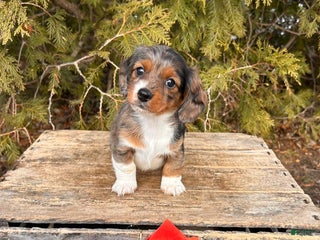 Dachshund dogs Jasmine - Ad 24