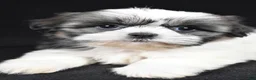 Shih Tzu dogs for sale: Gina - Ad 4