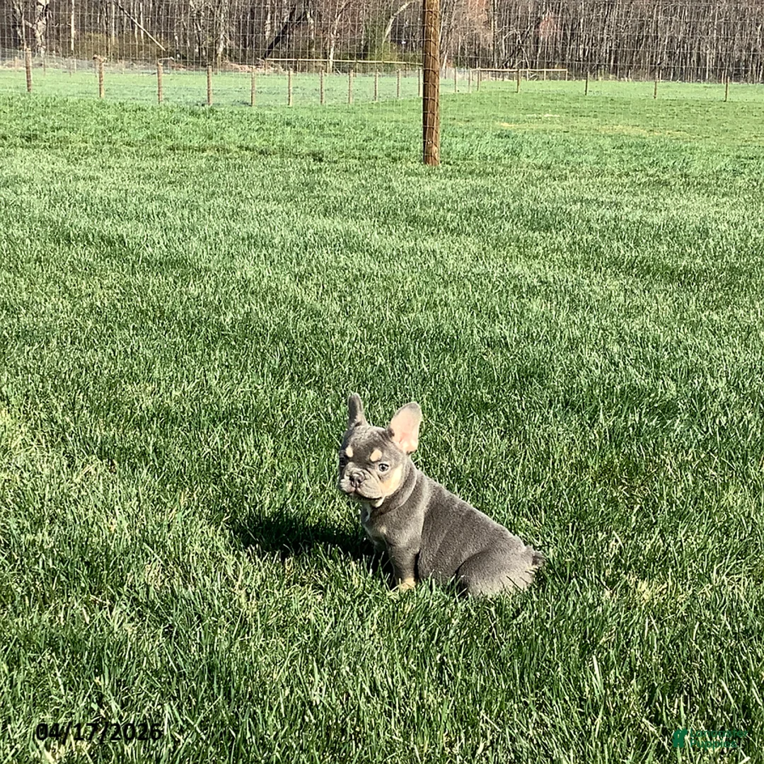 French Bulldog dogs for sale: Emma - Ad 2