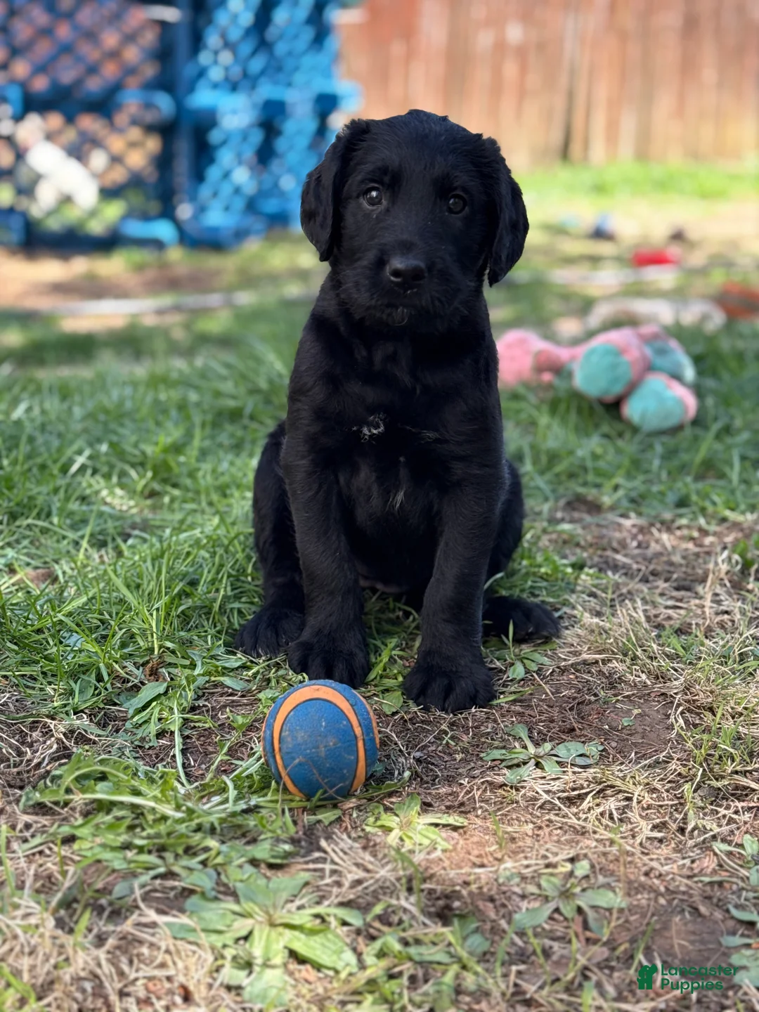 Mixed Breed dogs for sale: Mixed Breed Puppy 2 - Ad 1