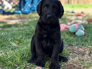 Mixed Breed dogs Mixed Breed Puppy 2 - Ad 15