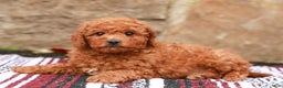 Miniature Labradoodle dogs for sale: Parker - Ad 3