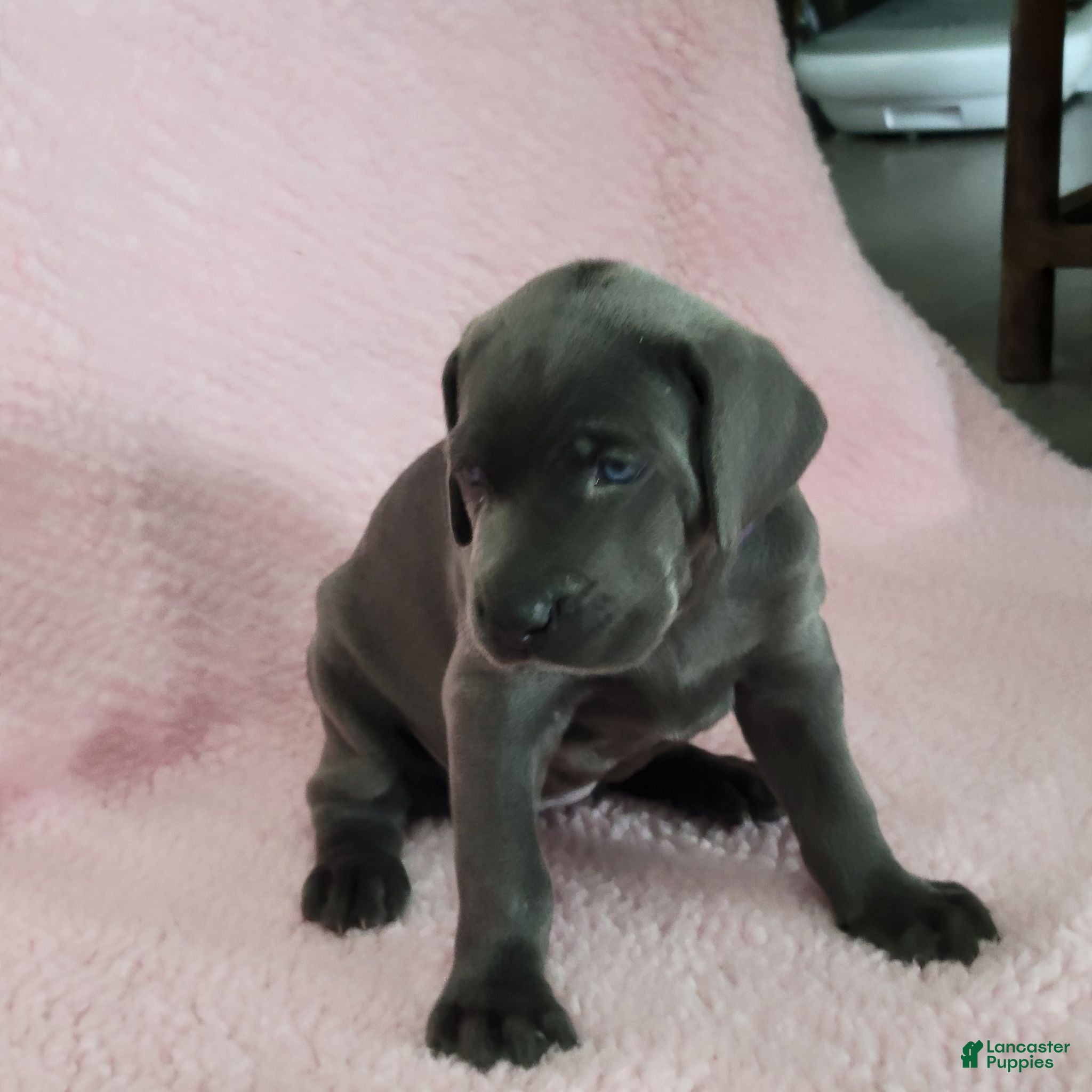 Weimaraner dogs Purple - Ad 6