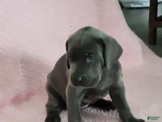 Weimaraner dogs Purple - Ad 8