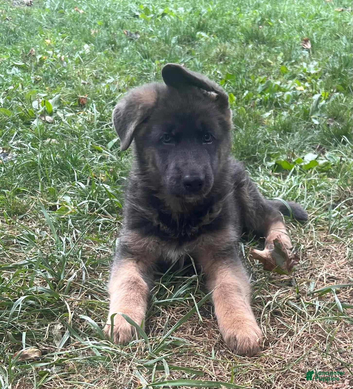 German Shepherd dogs for sale: Biscuit - Ad 41