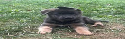 German Shepherd dogs for sale: Biscuit - Ad 1