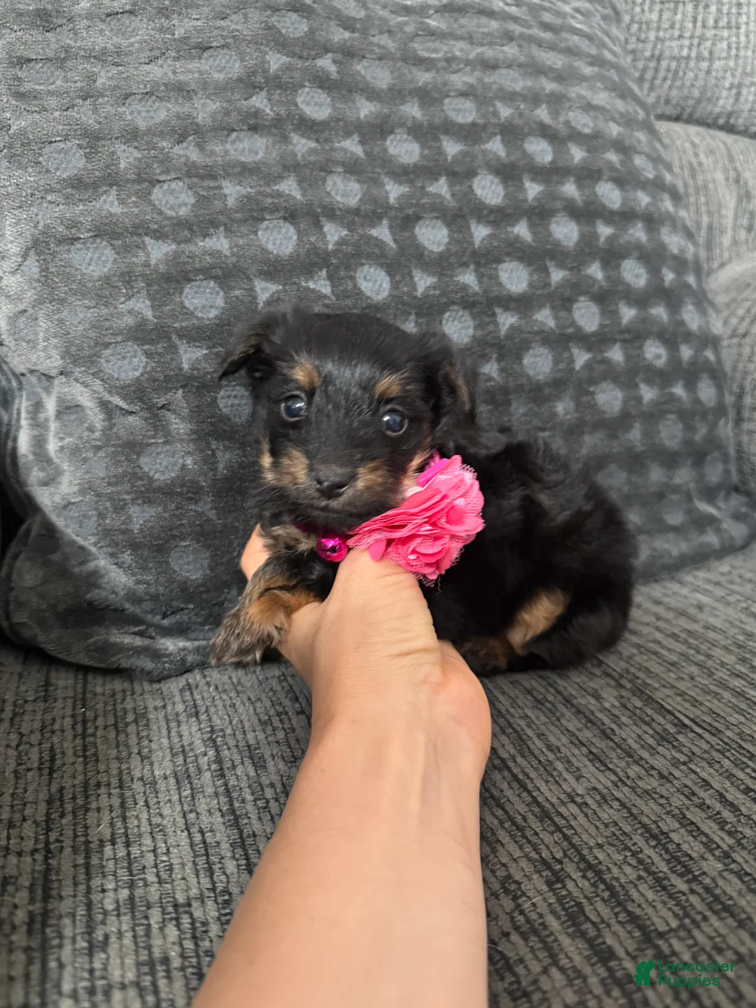 Yorkiepoo dogs for sale: Yorkiepoo 1 - Ad 3