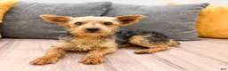 Yorkshire Terrier dogs for sale: Louie - Ad 7