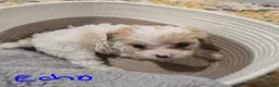 Cavapoo dogs for sale: Echo - Ad 2