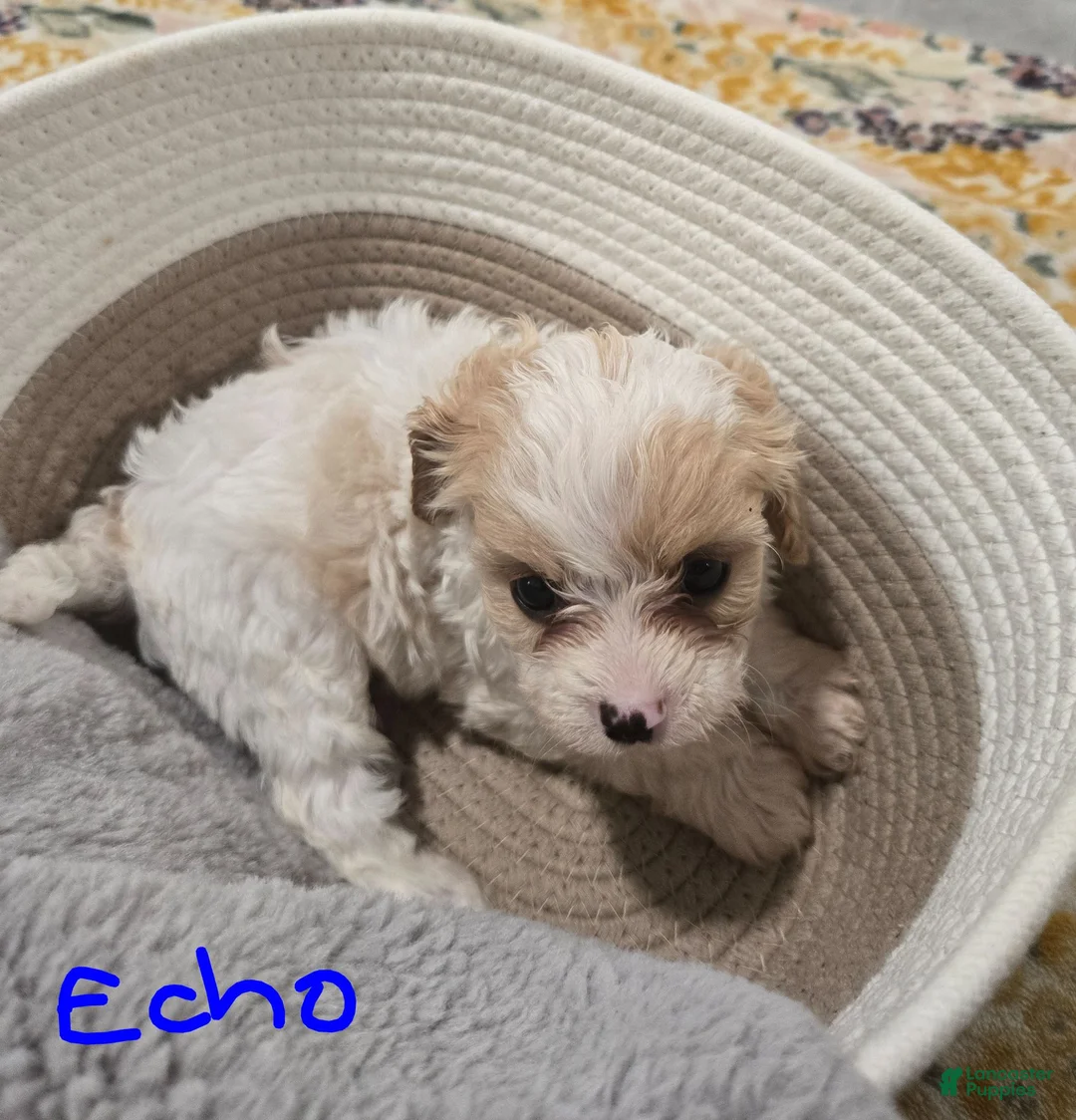 Cavapoo dogs for sale: Echo - Ad 2