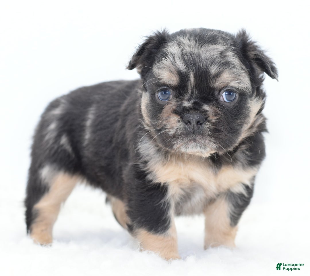 Mixed Breed dogs for sale: Chuck chocolate tri-color fluffy  - Ad 16