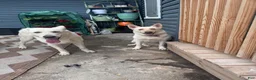 German Shepherd dogs for sale: Everest - Ad 5