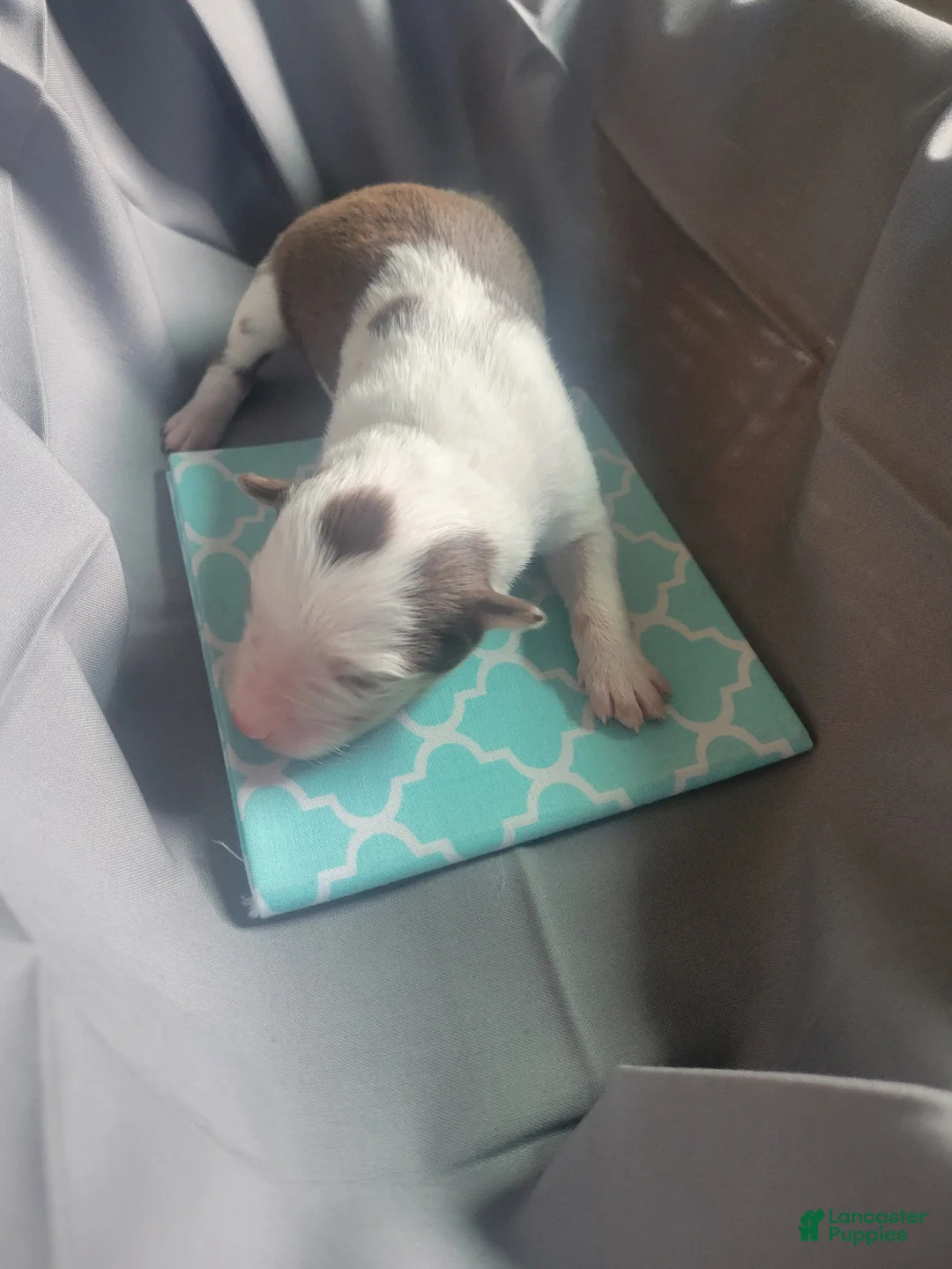 Australian Shepherd dogs for sale: Australian Shepherd 9 - Ad 2
