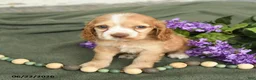 English Cocker Spaniel dogs for sale: Brooke - Ad 1