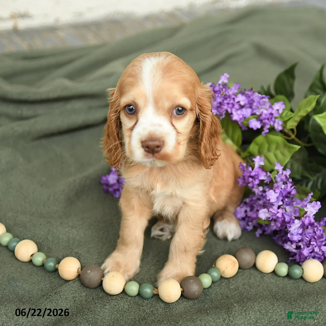 English Cocker Spaniel dogs for sale: Brooke - Ad 1