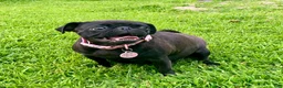 Pug dogs for sale: Pink collar - Ad 2