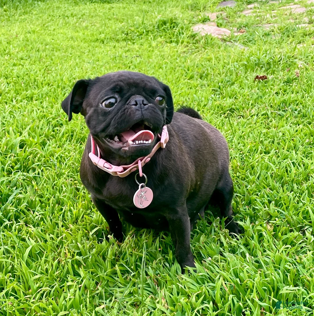 Pug dogs for sale: Pink collar - Ad 2