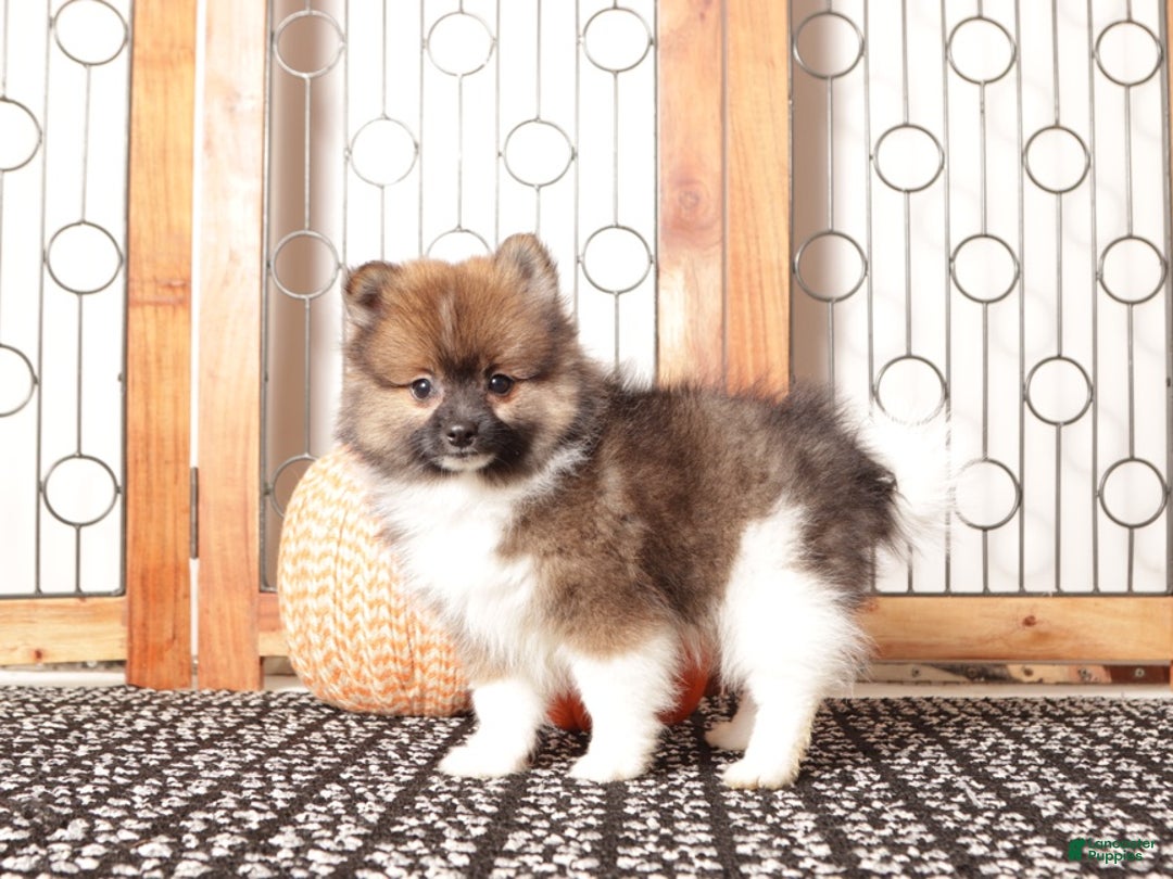 Pomeranian dogs for sale: Walter - Male Pomeranian  - Ad 4
