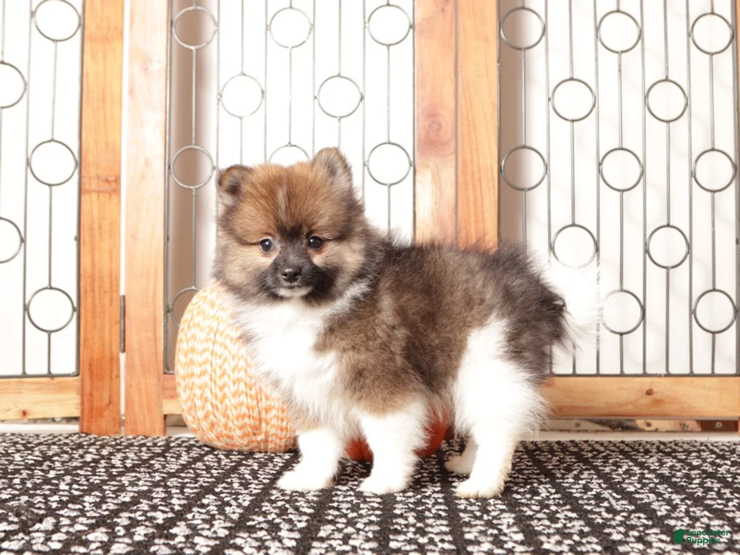 Pomeranian dogs for sale: Walter - Male Pomeranian  - Ad 4