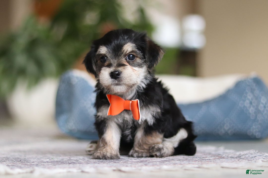 Morkie dogs for sale: Benson - Ad 5