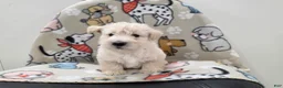 Scottish Terrier dogs for sale: Velma - Ad 6