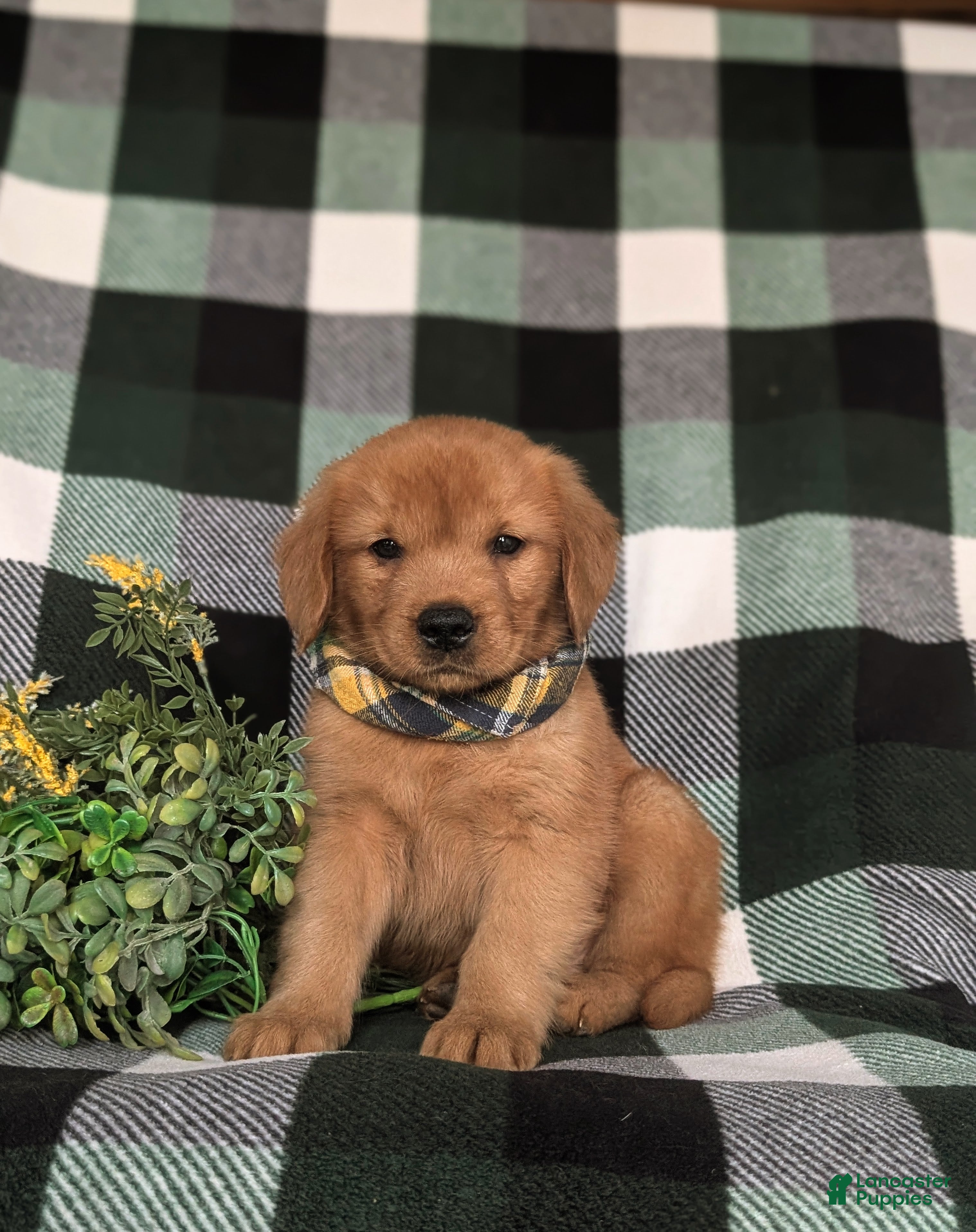 Golden Retriever dogs Rockford - Ad 1