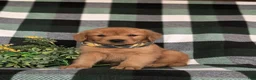 Golden Retriever dogs for sale: Rockford - Ad 1