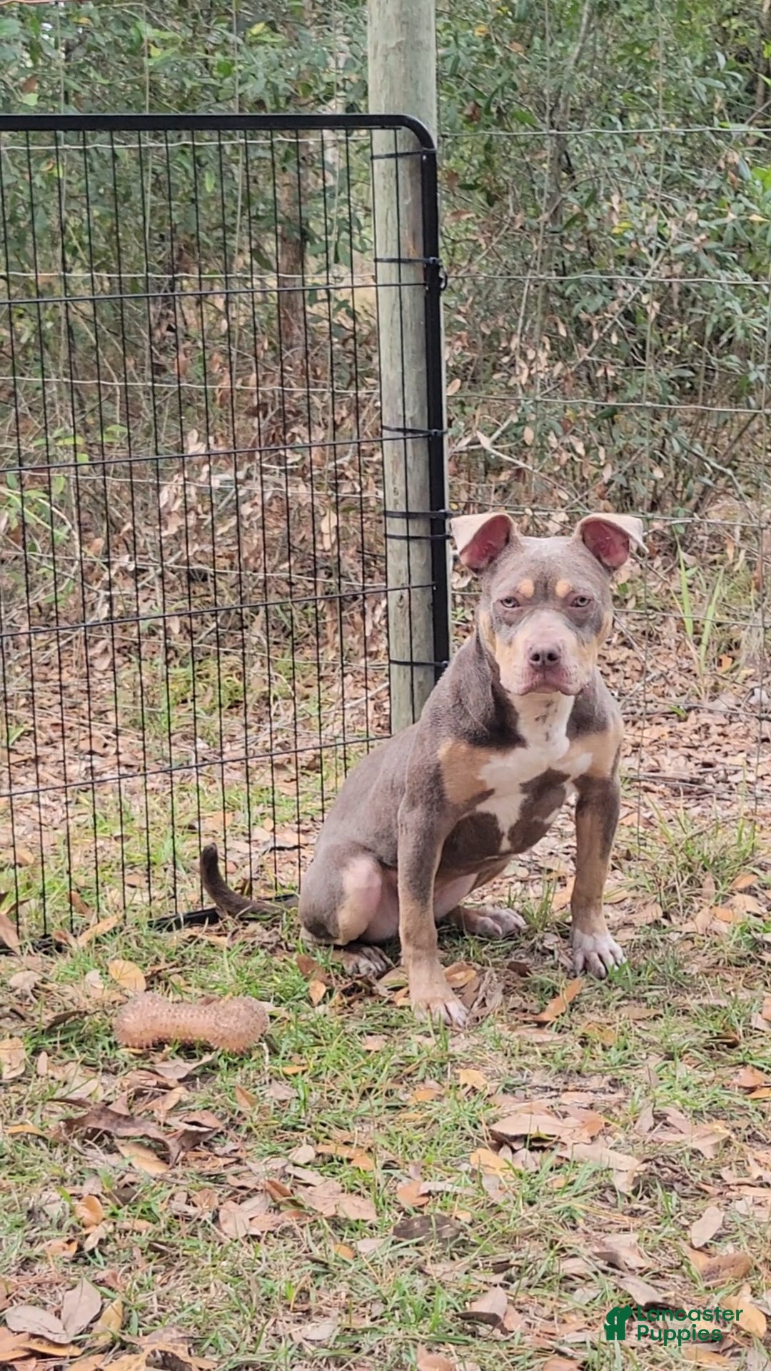 American Bully dogs for sale: Gal - Ad 14