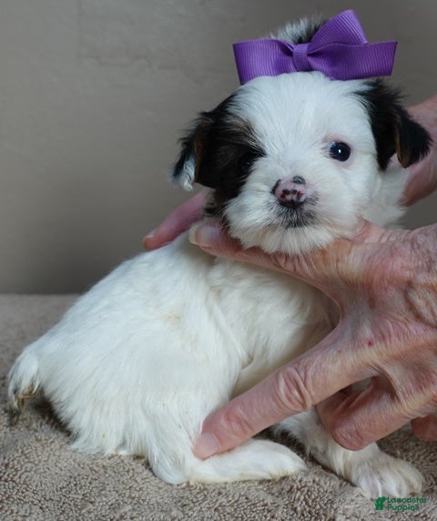 Yorkshire Terrier dogs Zuri exotic parti - Ad 20