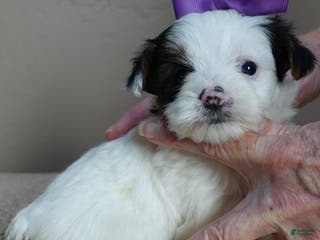 Yorkshire Terrier dogs Zuri exotic parti - Ad 15