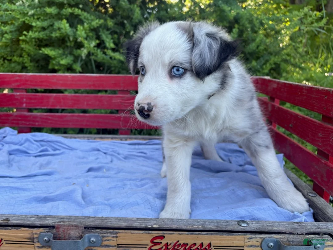 Australian Shepherd dogs for sale: Kipper - Ad 1