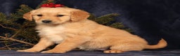 Golden Retriever dogs for sale: Daisy - Ad 4