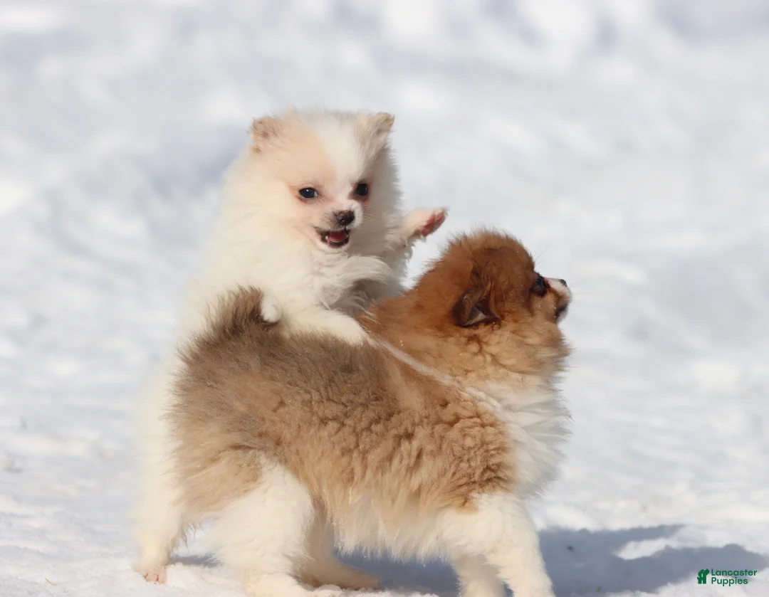 Pomeranian dogs for sale: Boomerang  - Ad 4