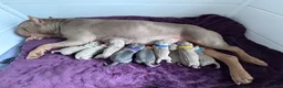 American Bully dogs for sale: American Bully 1 - Ad 3