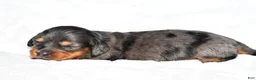 Miniature Dachshund dogs for sale: Hope - Ad 8