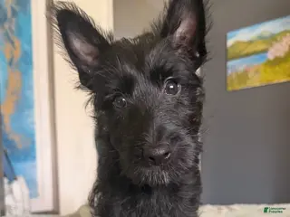 Scottish Terrier dogs Scottish Terrier Puppy 1 - Ad 1