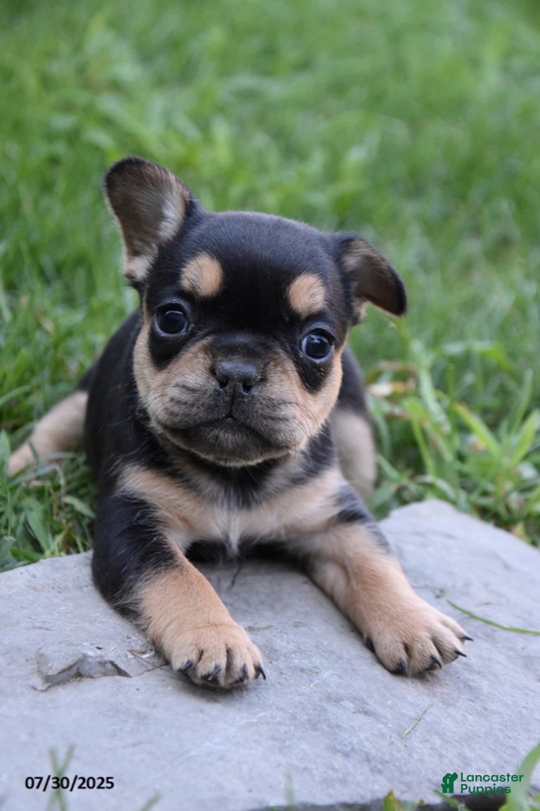 French Bulldog dogs for sale: Kay - Ad 5