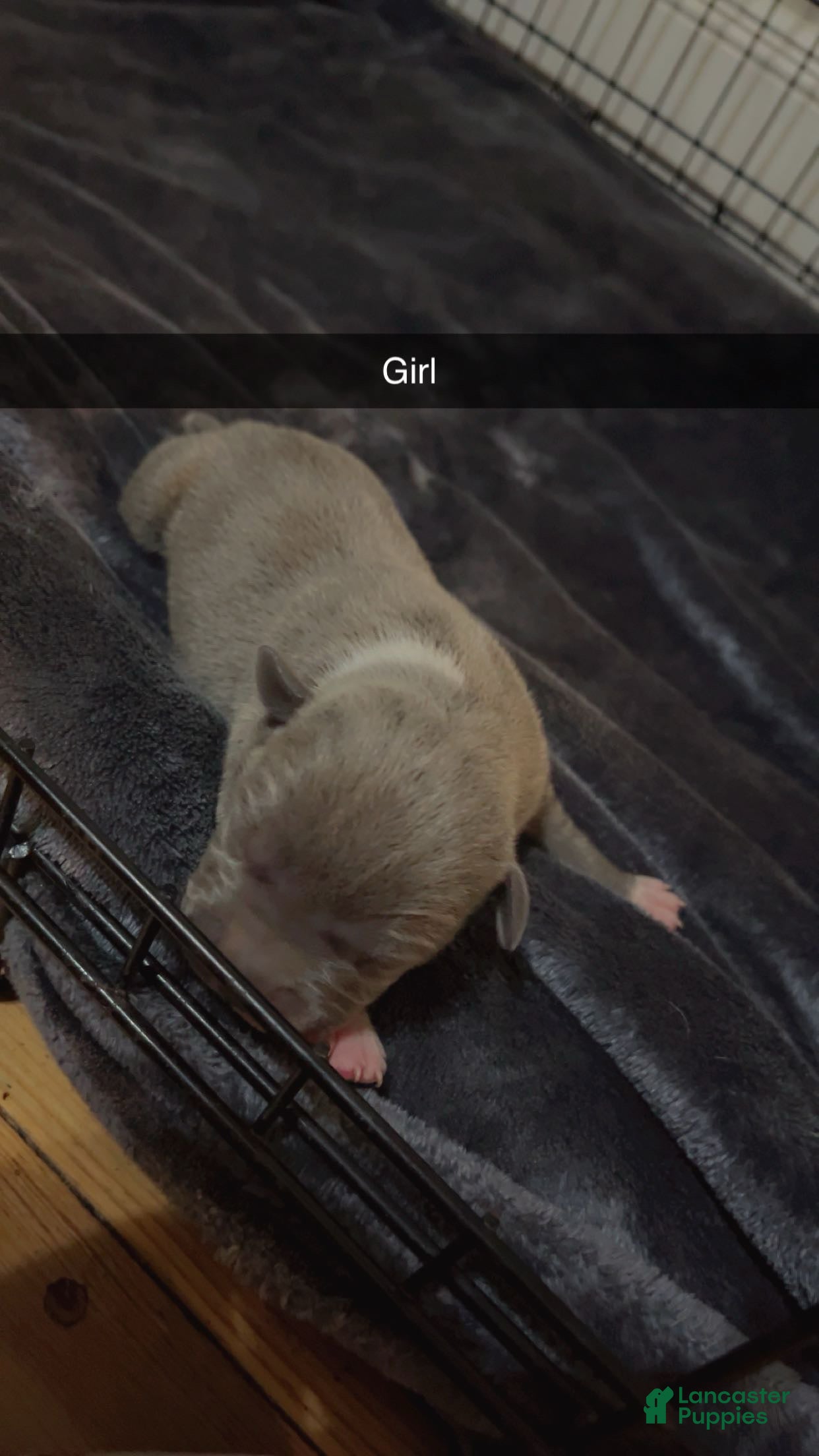 Mixed Breed dogs Mixed Breed Puppy 4 - Ad 20