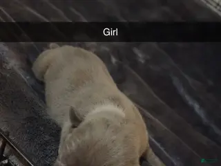 Mixed Breed dogs Mixed Breed Puppy 4 - Ad 20