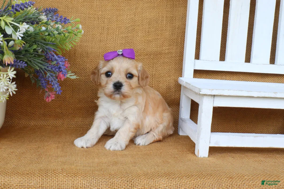Cavachon dogs Tilly - Ad 2