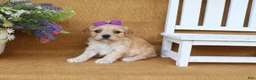 Cavachon dogs for sale: Tilly - Ad 2