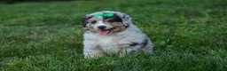 Miniature Australian Shepherd dogs for sale: LANDON [ new pictures] - Ad 27