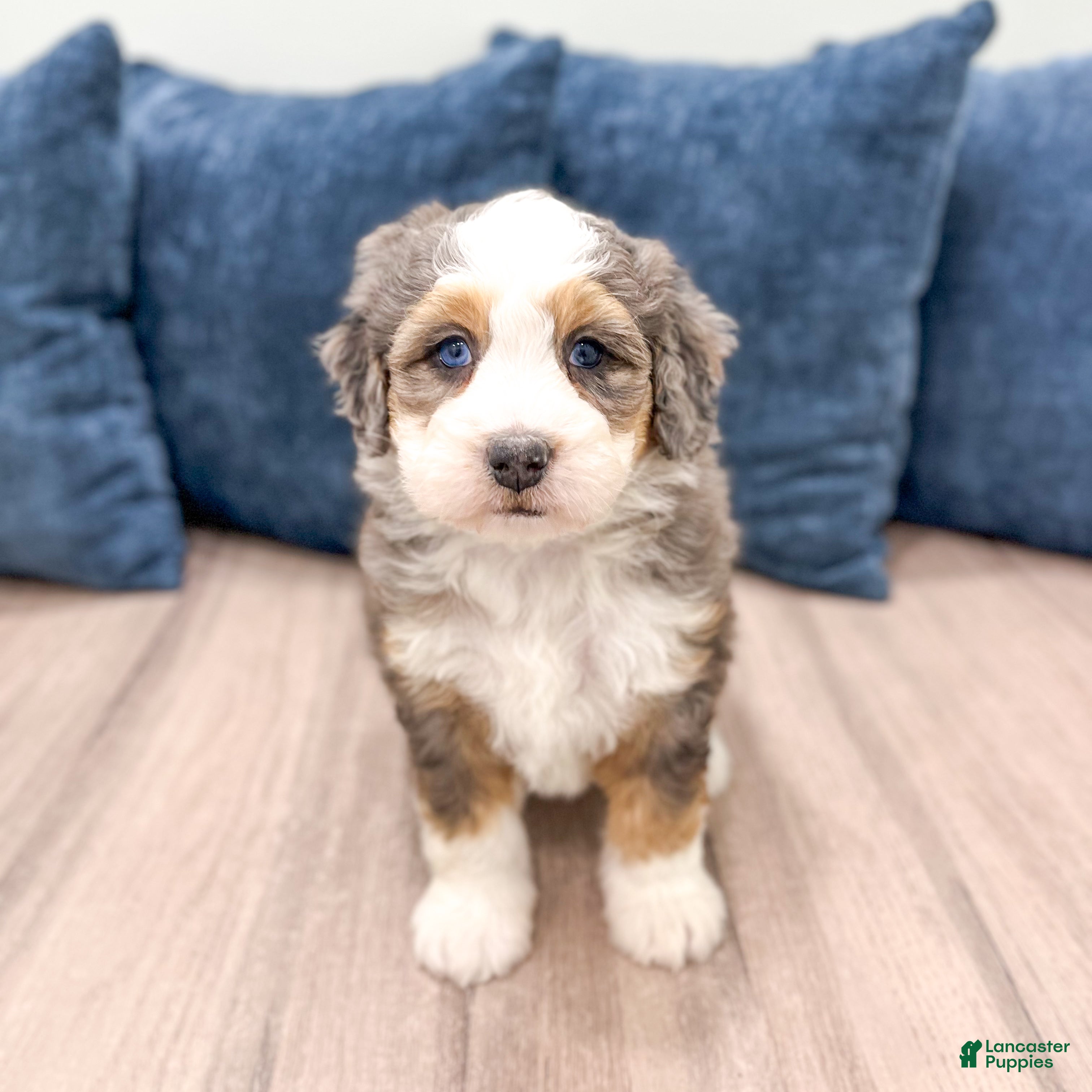 Mini Bernedoodle dogs Ruby - Ad 2