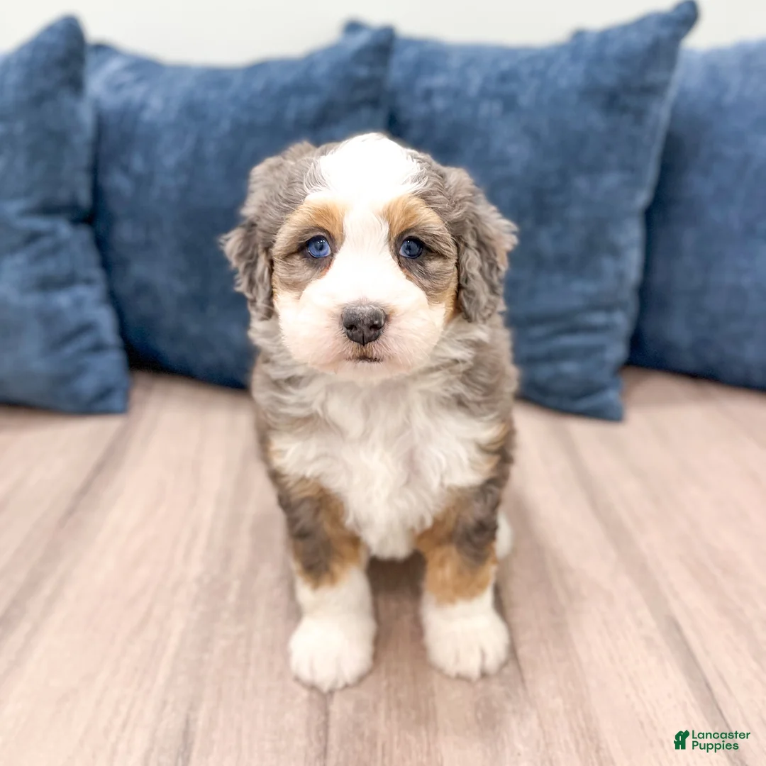 Mini Bernedoodle dogs for sale: Ruby - Ad 2