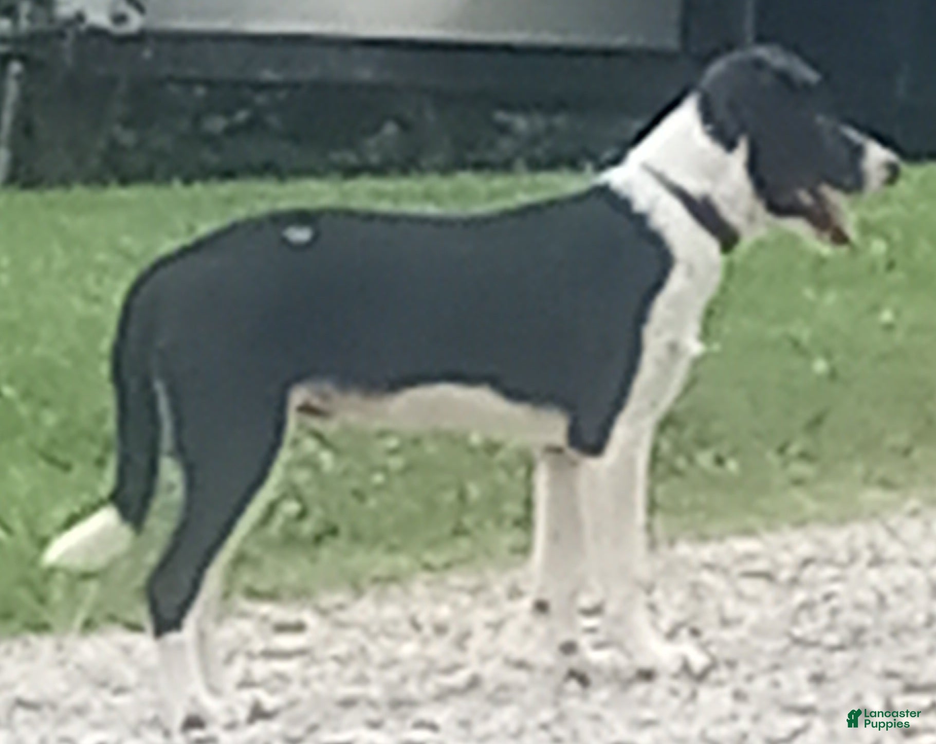 Border Collie dogs Spotify - Ad 1