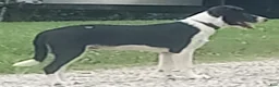 Border Collie dogs for sale: Spotify - Ad 1