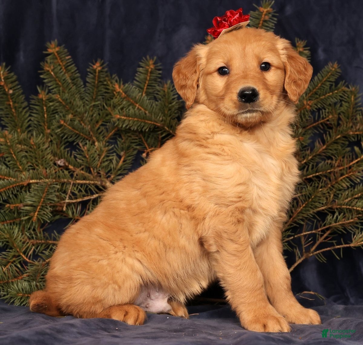 Golden Retriever dogs Dusty - Ad 5