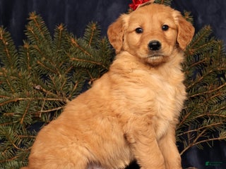 Golden Retriever dogs Dusty - Ad 5